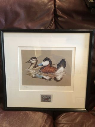 1981 Federal Duck Stamp And Print