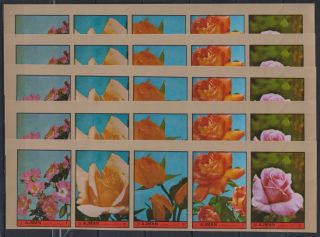 A691.  5x Ajman - Mnh - Nature - Flowers - Imperf