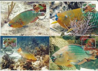 D276256 Rainbow Parrotfish Wwf Set Of 4 Maxicards Nevis