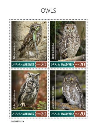 Maldives 2019 Fauna Owls S201908
