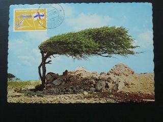 Tree Of Aruba 1965 Maximum Card Netherlands Antilles 71675