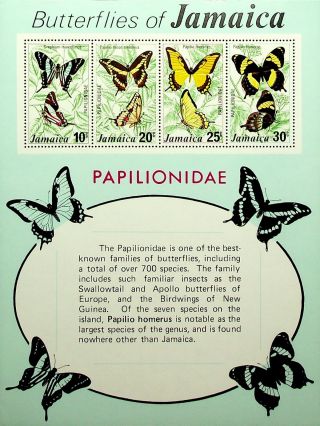 Jamaica Caribbean Butterfly Papilionidae W/ Information Sheet