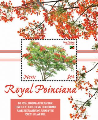 Nevis 2019 Royal Poinciana Trees,  Flowers I201901