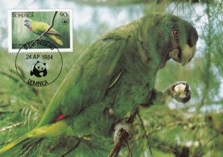 (30805) Dominica Maxicard Red - Necked Parrot 1984