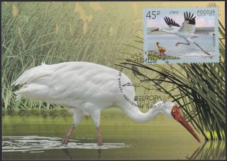 Russia 2018 Maxi Card,  Europa Cept,  Siberian Crane,  Birds,  Nature