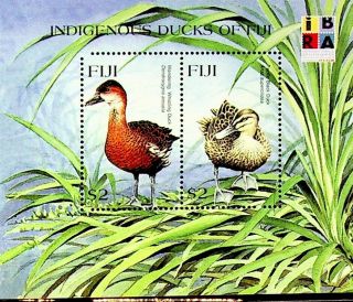 Fiji Islands Birds Wandering Whistling Duck Pacific Black Duck Sheet