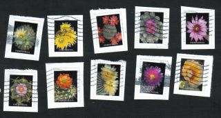 5350 - 9 Cactus Flowers,  Set Of 10,  Forever,  On Paper