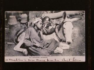 1904 Post Card From Egypt,  Teen Asleep With Donkey