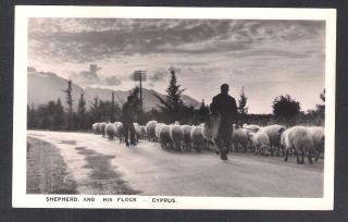 Cyprus Shepherd And His Flock 1940 