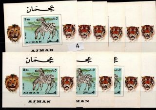 / 10x Ajman - Mnh - Imperf - Animals - Lion - Zebra - Tigre