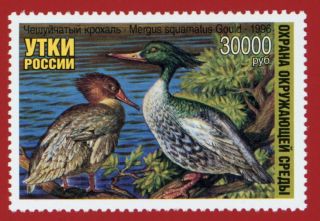 Clearance: Russia (rd08) 1996 Russia Duck Stamp