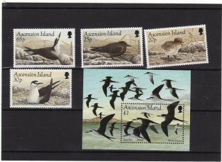 Ascension Island - 1994 Sooty Tern Set 4,  Minature Sheet Unmounted