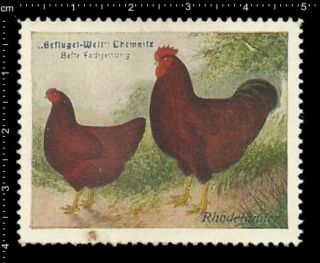 Old German Poster Stamp Vignette,  Poultry Chemnitz Rhode Island Chicken Rooster