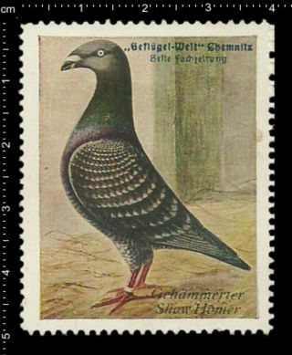 Old German Poster Stamp Vignette,  Poultry Chemnitz Show Hammered Homer Pigeon.