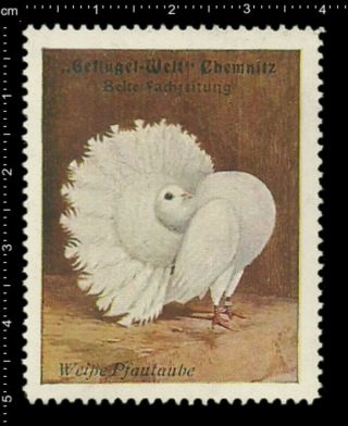 Old German Poster Stamp Cinderella Vignette,  Chemnitz White Peacock Pigeon.
