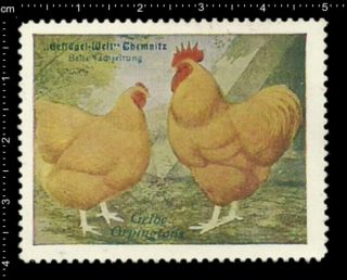 Old German Poster Stamp Vignette,  Poultry Chemnitz,  Yellow Orpingtons Chicken.