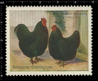 German Poster Stamp Vignette,  Poultry Chemnitz Black Orpingtons Chicken Rooster.