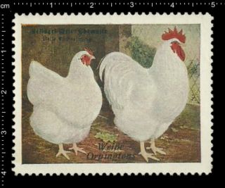 German Poster Stamp Vignette,  Poultry Chemnitz White Wyandotte Chicken Rooster.