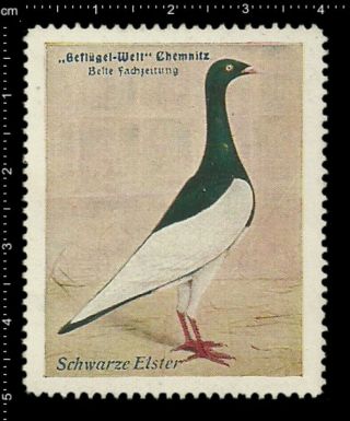 German Poster Stamp Vignette Cinderella,  Poultry Chemnitz Black Magpie Pigeon.