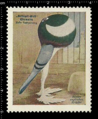 German Poster Stamp Cinderella,  Poultry Chemnitz Blue Cropper English Pigeon.