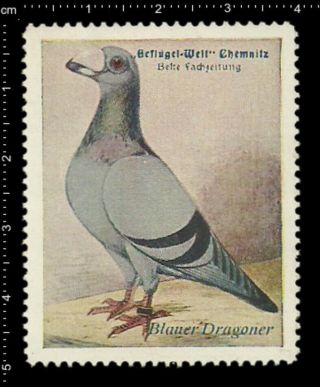 Old German Poster Stamp Cinderella,  Poultry Chemnitz Blauer Dragoner Pigeon.