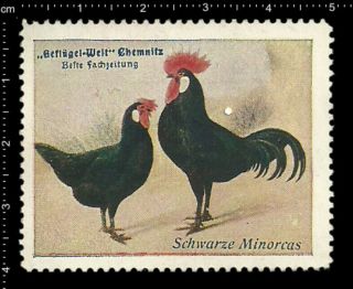 German Poster Stamp Vignette,  Poultry Chemnitz Black Minorca,  Chicken,  Rooster.