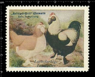 German Poster Stamp Vignette,  Poultry Chemnitz Salmon Colored Faverottes Chicken