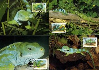 Tonga 1990 Maxi Cards,  Wwf,  Banded Iguana,  Reptiles (s3n)