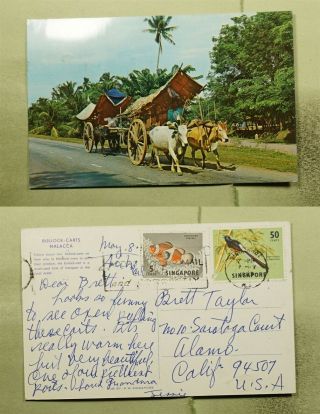 Dr Who 1969 Singapore Bullock Carts Malacca Postcard To Usa E53006