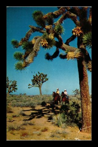 Dr Jim Stamps Us Joshua Tree Forest Horseback Riders Postcard Torn Corner Taped