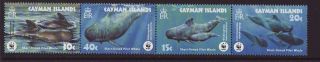 Cayman Islands 2003 Mnh - Marine Life - Whales - Set Of 4 Stamps