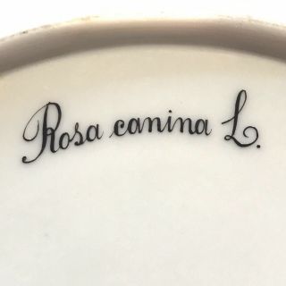 Royal Copenhagen “Flora Danica” Rosa Canina L Porcelain Dinner Plate 7