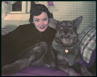 Gene Tierney Vintage Portrait With Alsatain Dog 5x4 Photo Transparency