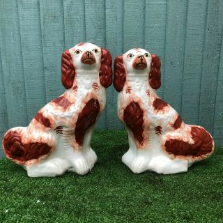 Pair: V.  Large 19thc Staffordshire Russet Red & White Spaniel Dogs C1880s