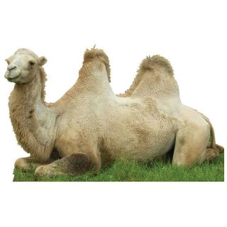 Camel Lifesize Cardboard Cutout Standee Standup Poster Animal