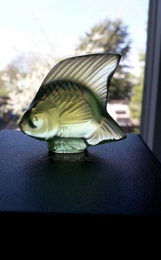 Lalique Fish,  Rare/Unusual Colour,  Anise Special,  Angel Fish.  BNIB Gift Idea 2