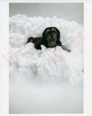 Married With Children Press Photo 28 8x10 Buck The Dog