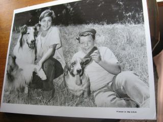 Lassie And Teenage Timmy And Friends 8 " X 10 " Glossy B&w Fan Photo