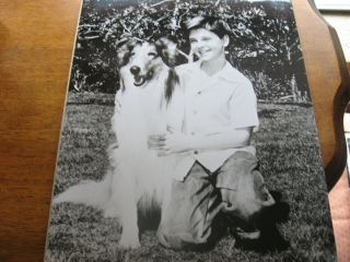 Teenage Timmy Hugging Lassie 8 " X 10 " Glossy B&w Fan Photo