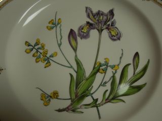 Spode England Stafford Flowers (Bone) Y8519 V Dinner Plate 11 1/8 