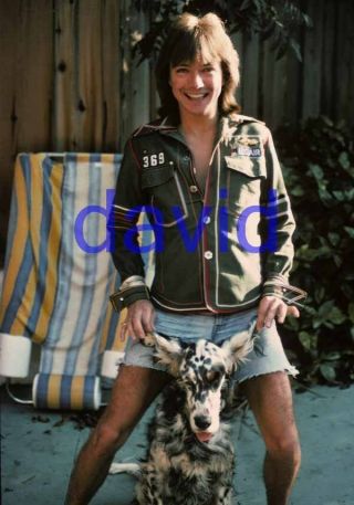 David Cassidy 104,  8x10 Photo,  Closeup,  The Partridge Family