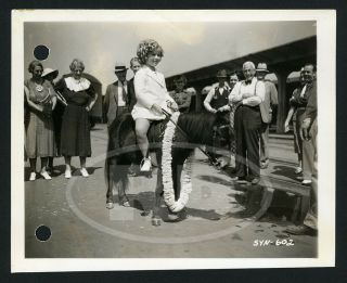 1936 20th Fox 4x5 Keybook Photo Shirley Temple Receives Spunky The Pony