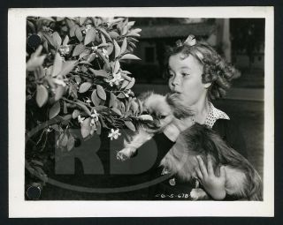 1938 20th Fox 4x5 Keybook Photo - Shirley Temple & Ching With Flowers
