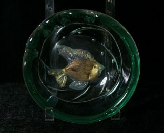 Vintage Mid 20thc Italian Cendese Or Barovie Fish Aquarium Art Glass Paperweight