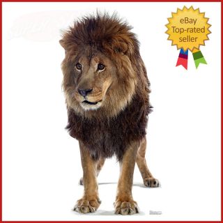 Lion African Big Cat Lifesize Cardboard Cutout Standee Standup Poster Prop F/s