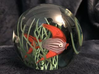 Vintage Alluring Murano Art Glass Fish Aquarium Paperweight By Fratelli Toso