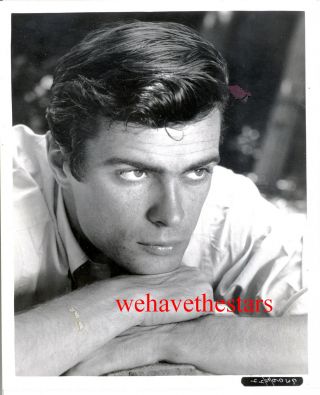 Vintage Gardner Mckay Sexy Quite Handsome 50s Publicity Portrait