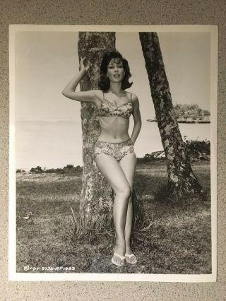 Barbara Eden Vintage Ride The Wild Surf 1964 8x10 B/w Promo Photo Hot