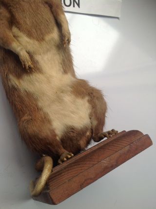 ROZZ WILLIAMS - THE RAT - Taxidermist - Standing Rat on Wooden Stand 3