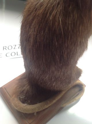 ROZZ WILLIAMS - THE RAT - Taxidermist - Standing Rat on Wooden Stand 5